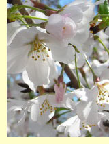 Слива (Prunus domestica L) Слива (Prunus domestica L)